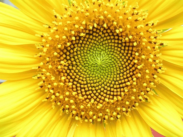 The spiral arrangement of small bright yellow florets that make up the flower head of a sunflower is an example of the highly ordered structure that c