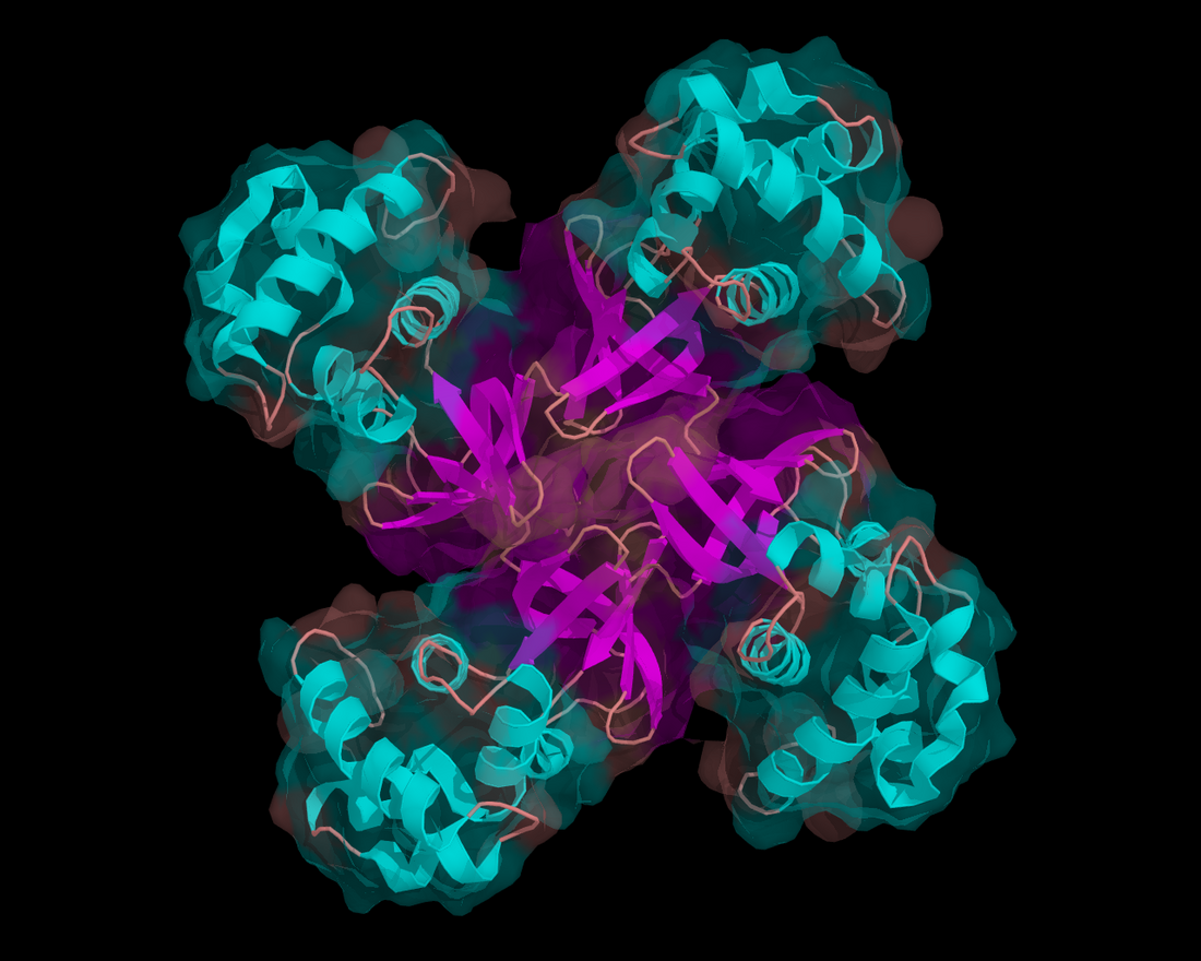 Helicase