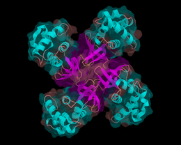 Structure of E. coli helicase RuvA Helicase.png