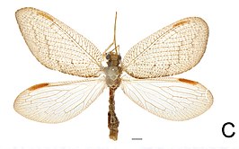 Hemerobius exoterus