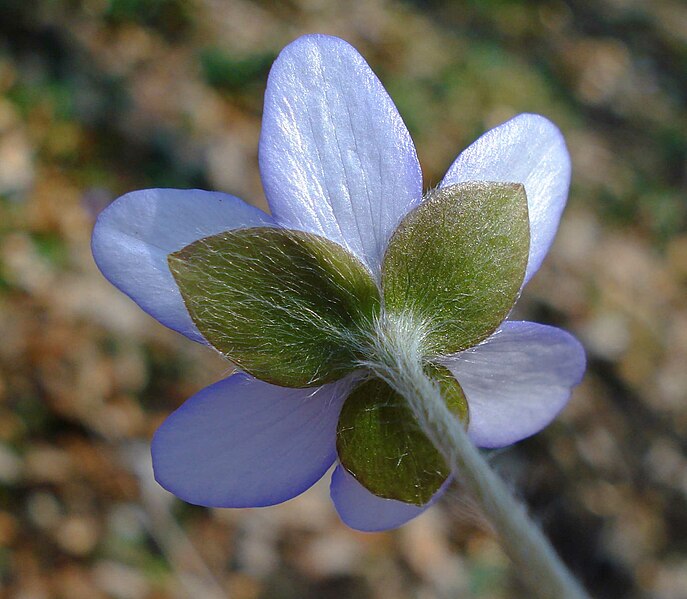 File:Hepatica nobilis Kelchblätter W.jpg