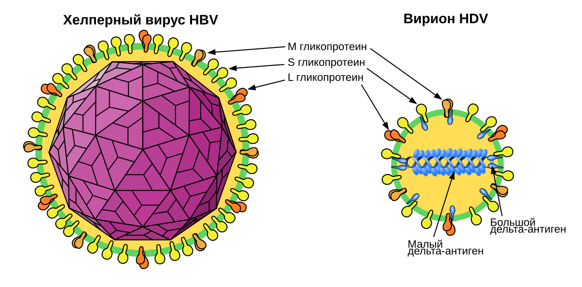 Chronic hepatitis D