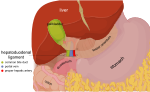 Thumbnail for Hepatoduodenal ligament