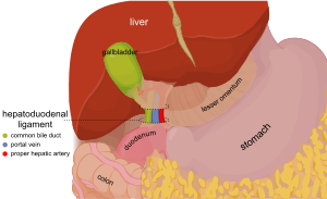 Hepatoduodenal ligament EN.svg