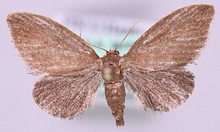 <i>Heterogenea asella</i> Species of moth