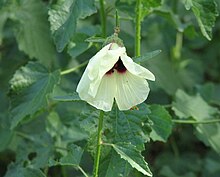 Hibiscus diversifolius.jpg