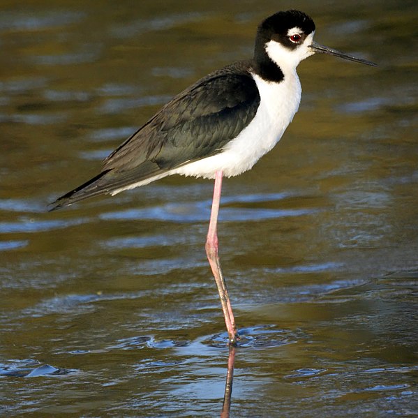 File:Himantopus mexicanus -Baylands Nature Preserve, California, USA -adult-8.jpg