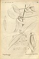 Angraecum eburneum subsp. superbum (as syn. Angraecum superbum) plate 63 in: A.A. Du Petit-Thouars: Histoire particulière des plantes Orchidées (1822)