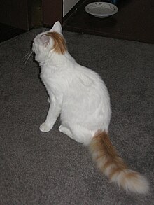 turkish van cat orange