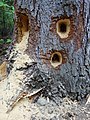 Holes in a tree from carpenter ants.jpg