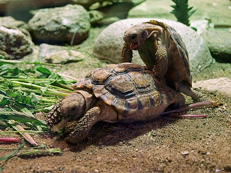 Homopus signatus-Prague Zoo.jpg