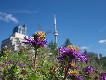 Beekeeping