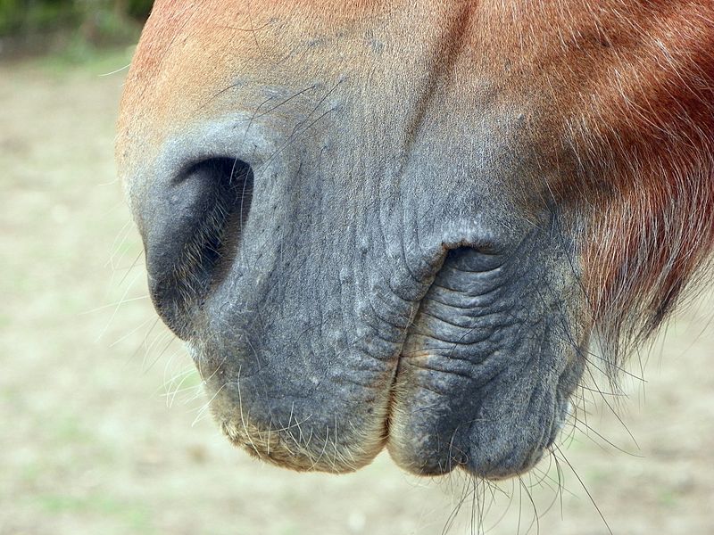 File:Horse mouth.jpg