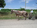 Horse with cart.jpg
