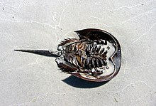 Shell of horseshoe crab on a beach Horseshoe Crab remains.jpg