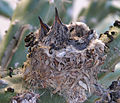 Crías de colibrí no niño nun cacto en Mesa, Arizona