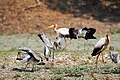 * Nomination Juvenile Yellow-billed storks (Mycteria ibis) pestering adult in breeding plumage for food. Zambia --Tagooty 02:27, 20 August 2023 (UTC) * Promotion  Support Good quality. --XRay 04:04, 20 August 2023 (UTC)