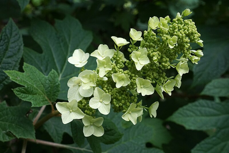 File:Hydrangea quercifolia 'Snow Queen' (Snow Queen Oakleaf Hydrangeae) (34631772894).jpg