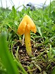 Hygrocybe persistens (7920955924).jpg