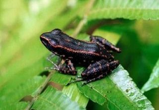 <i>Pulchrana siberu</i> Species of amphibian