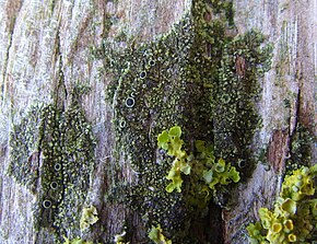 Descrição da imagem Hyperphyscia adglutinata Custrein 10.jpg.