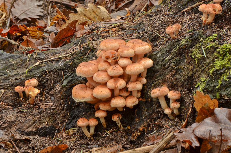 File:Hypholoma sublateritium - Brick Cap - Ziegelroter Schwefelkopf - 01.jpg