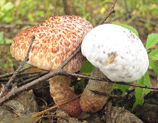 <i>Hypomyces completus</i> Species of fungus
