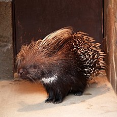 Hystrix cristata.jpg