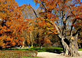 Hofgarten (Court Garden)