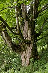 Sycamore maple (Acer pseudoplatanus)