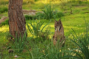 Iberian Lynx sitting 02.JPG