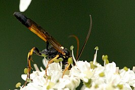 Ichneumon extensorius