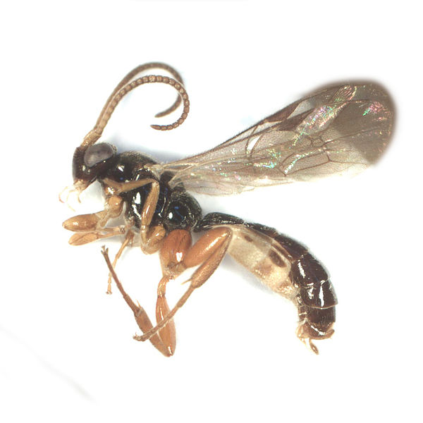 File:Ichneumonidae Orthocentrus spp. (9500102584).jpg