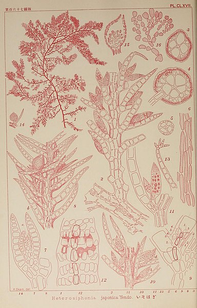 File:Icones of Japanese algae (9935901053).jpg