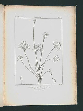 <i>Ranunculus peduncularis</i> Species of flowering plant