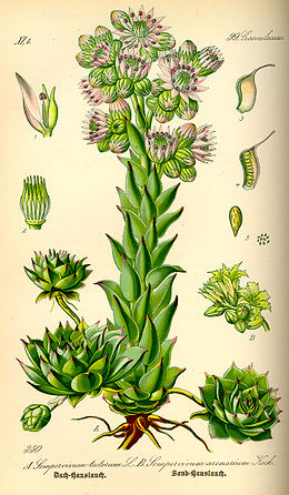 Stoginė šilropė (Sempervivum tectorum)