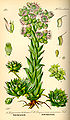 Skalnica strechová (Sempervivum tectorum)
