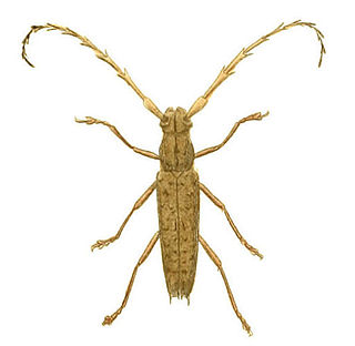 <i>Elaphidion spinicorne</i> Species of beetle
