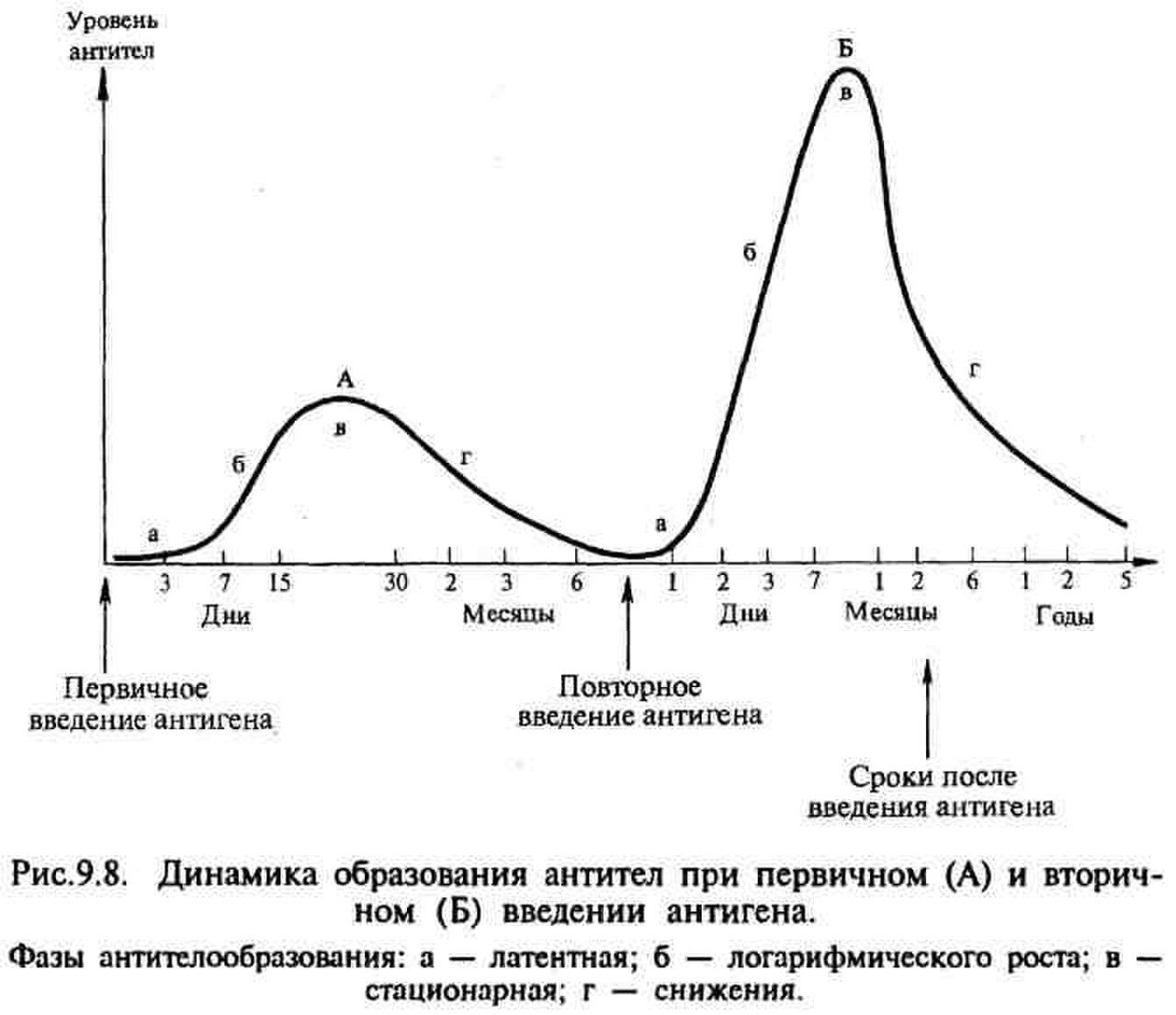 Динамика образования антител микробиология