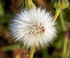 Sonchus oleraceus (Asteraceae) Smooth Sow-Thistle