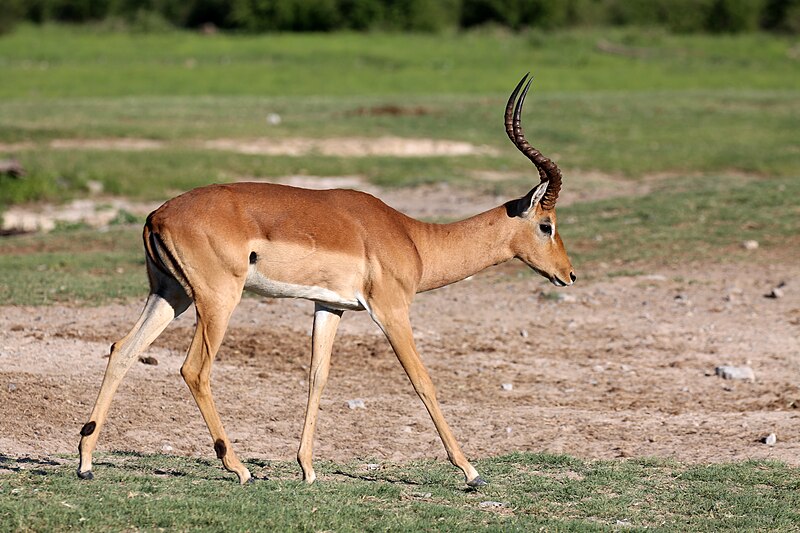 File:Impala (51762094056).jpg