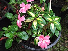 A plant with some yellow centered leaves with dark green outer and some rosy flowers.