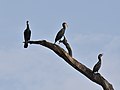* Nomination Indian cormorants (Phalacrocorax fuscicollis) perched on dead tree, Kabini Reservoir, Karnataka --Tagooty 03:44, 1 July 2022 (UTC) * Promotion  Support Good quality -- Johann Jaritz 04:14, 1 July 2022 (UTC)