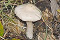 !!!Inocybe whitei!!!