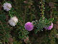 Insel-Myrtenheide (Melaleuca nesophila)