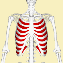 Internal intercostal muscles animation.gif