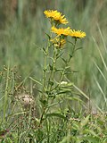 Miniatura para Inula britannica