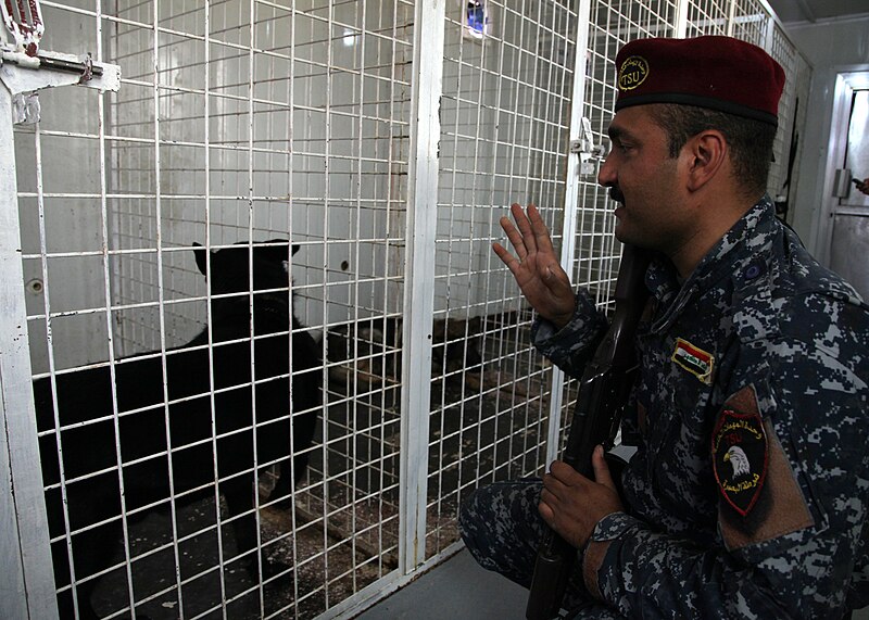 File:Iraqi policeman talks with a K9 in Basrah.jpg