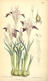 Iris kolpakowskiana.jpg