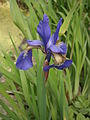 Iris sibirica close-up